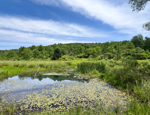 Nature pond