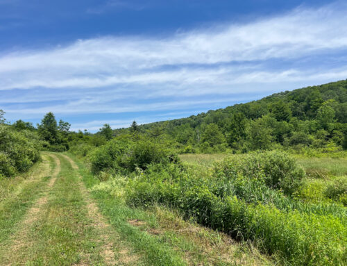 Drive along nature pond