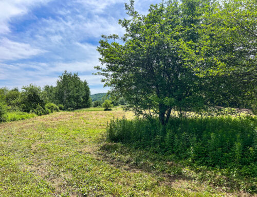 Entry into field on second lot