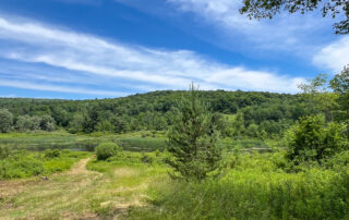 View down to pond