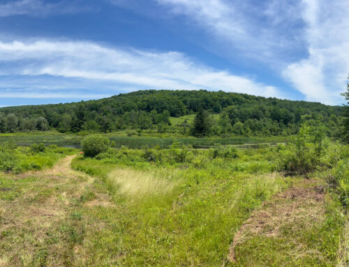 Panorama view of pond