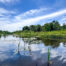 Pond view