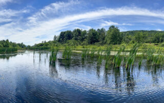 Gorgeous pond view