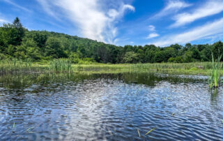 On the pond