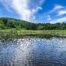 On the pond